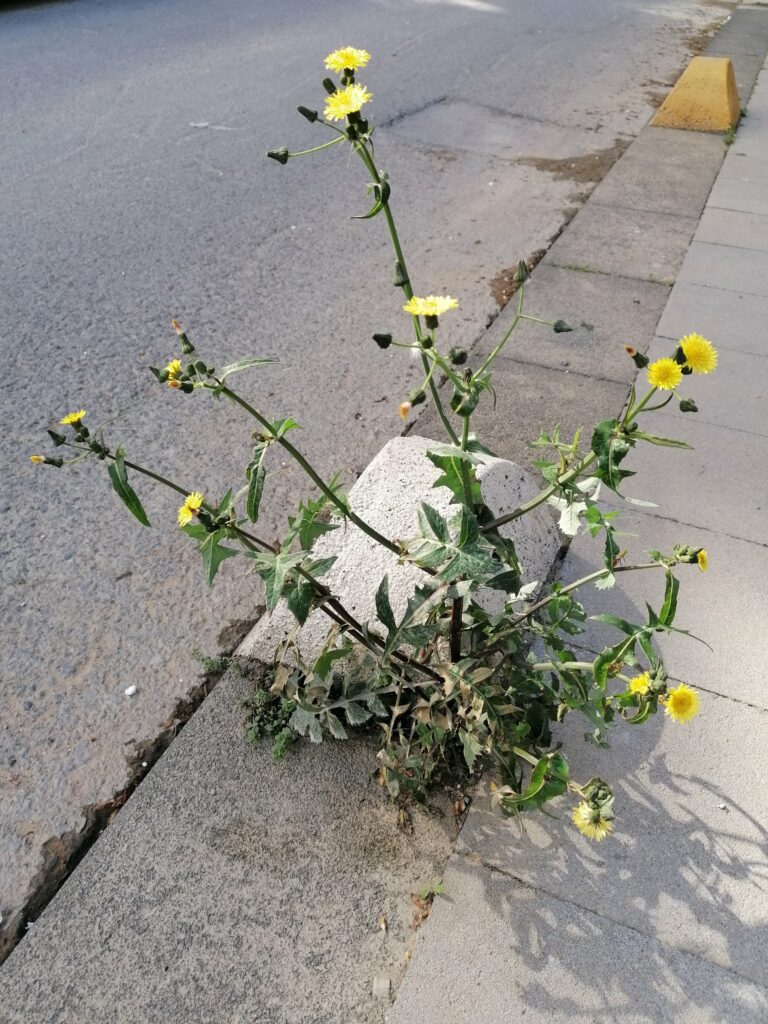 Istanbul, Kadiköy